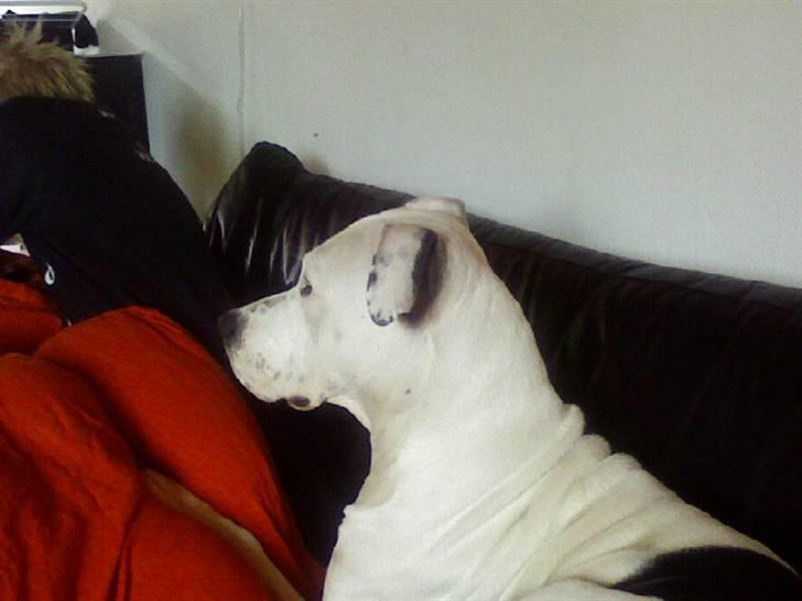 Amerikansk staffordshire terrier Thia (Himmelhund) billede 10