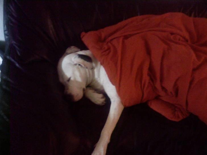 Amerikansk staffordshire terrier Thia (Himmelhund) billede 11