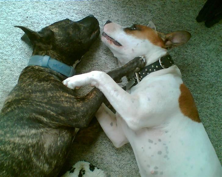 Amerikansk staffordshire terrier Prada *DØD* - Baby og jeg, sover... er vi ikke søde :-) billede 16