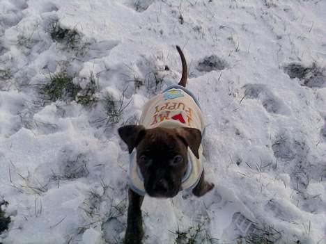 Amerikansk staffordshire terrier Prada *DØD* - Tag mig op nu mor! (mig som hvalp) billede 19