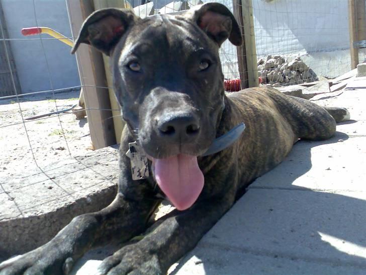 Amerikansk staffordshire terrier Prada *DØD* - Puha det varmt... billede 20