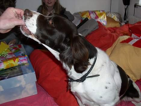 Drentsche patrijshond molly - tak det smager godt billede 5