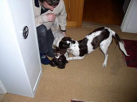 Kleiner münsterländer gina R.I.P :'( - nu vil jeg lege<3<3<3<3<3 billede 12