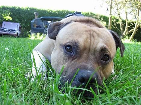 Amerikansk staffordshire terrier Kane billede 1