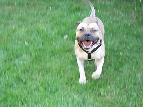 Amerikansk staffordshire terrier Kane billede 2