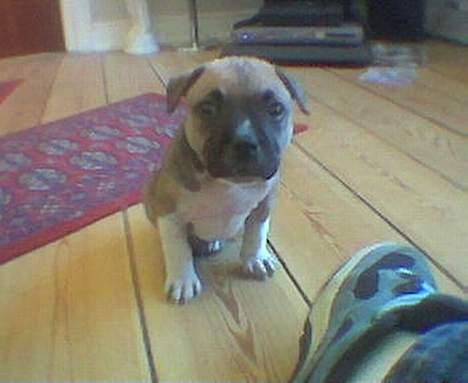 Amerikansk staffordshire terrier Kane billede 3