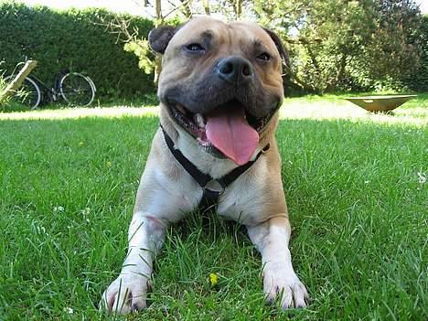 Amerikansk staffordshire terrier Kane billede 4