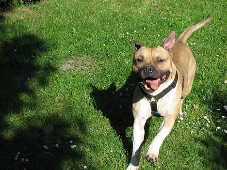 Amerikansk staffordshire terrier Kane billede 5