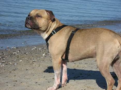 Amerikansk staffordshire terrier Kane billede 6