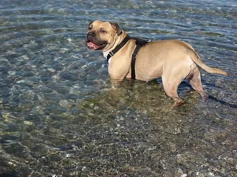 Amerikansk staffordshire terrier Kane billede 7