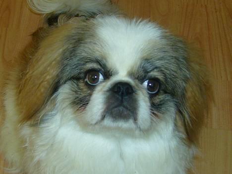 Pekingeser Simba.. - Er jeg ikke bare sød? billede 2