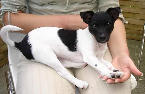 Dansk svensk gaardhund Bella - jeg ligger hos klara og nyder det.. (: billede 6