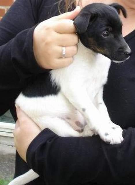 Dansk svensk gaardhund Bella - her holder Marie mig.. jeg er ikk ret gammel dér. billede 7