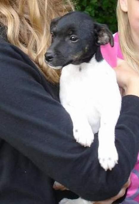 Dansk svensk gaardhund Bella - .. og klara holder mig. billede 8