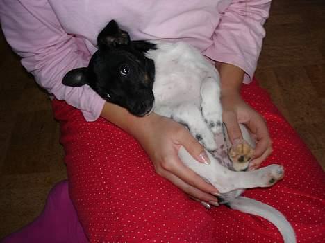 Dansk svensk gaardhund Bella - heh, jeg ved godt at jeg er lille og sød. :D billede 9