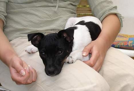 Dansk svensk gaardhund Bella - man ligger vel nok dejligt her.. billede 10