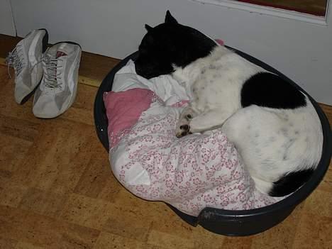 Dansk svensk gaardhund Bella - nej, jeg vil ikk ud nu, Klara .. zzzzz´ billede 11