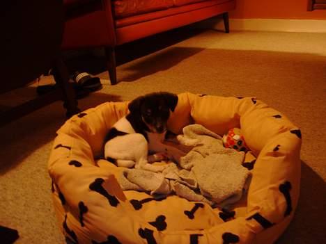 Dansk svensk gaardhund Fie <3 *DØD* :'(  - fie musen <3 elsker dig lille skat<33 billede 6