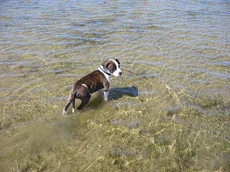 Blanding af racer kato billede 10