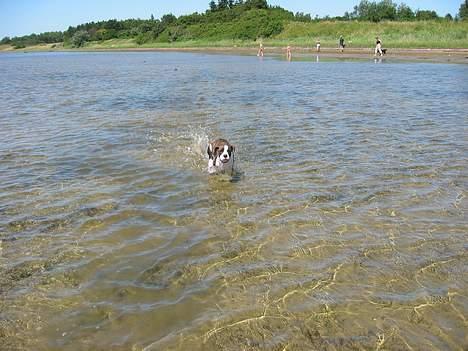 Blanding af racer kato billede 11