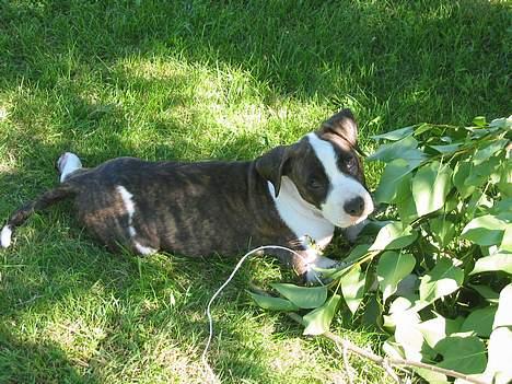 Blanding af racer kato billede 12