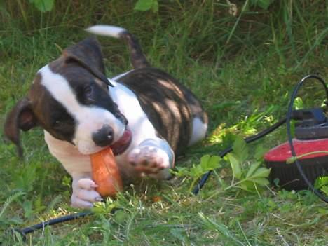 Blanding af racer kato billede 13