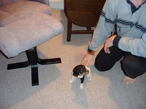 Dansk svensk gaardhund Fie <3 *DØD* :'(  - uhh lille mus - undskyl  kvaliteten..  billede 7