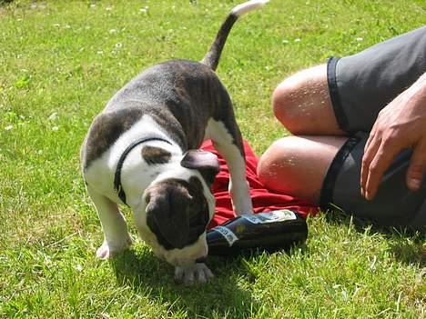 Blanding af racer kato billede 14