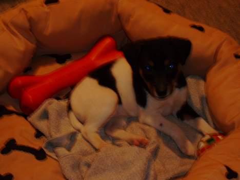 Dansk svensk gaardhund Fie <3 *DØD* :'(  - ligger i min gamle elskede kurv - inden jeg bed den i stykker.   billede 8