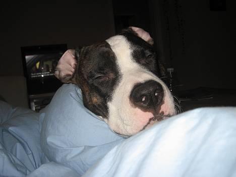 Blanding af racer kato billede 15