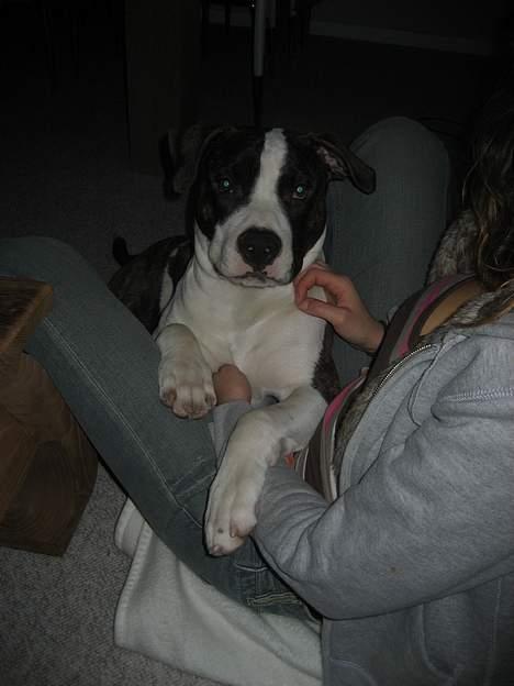 Blanding af racer kato billede 16