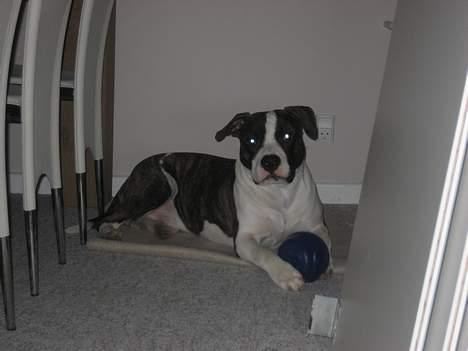 Blanding af racer kato billede 17