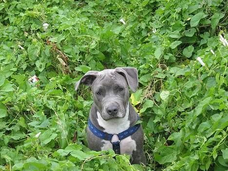 Amerikansk staffordshire terrier darko - jeg nyder naturan billede 1