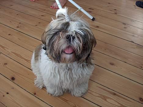 Shih tzu Buller - bad hair day..... :-) billede 2