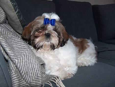 Shih tzu Buller billede 7