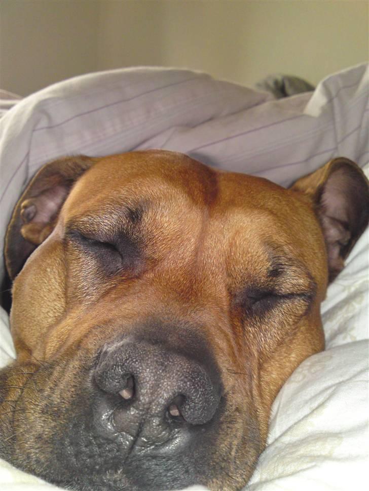 Amerikansk staffordshire terrier Gucci R.I.P - Hej jeg hedder gucci velkommen til min profil(1) billede 1