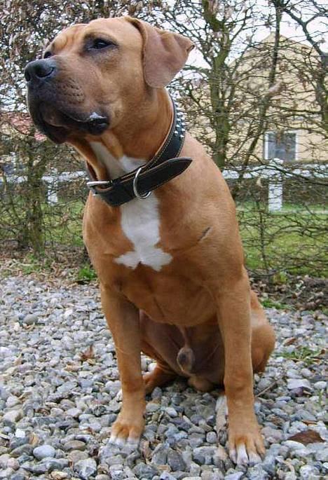 Amerikansk staffordshire terrier Gucci R.I.P - det er min hel bror Rocky vi ligner hinanden så meget billede 2