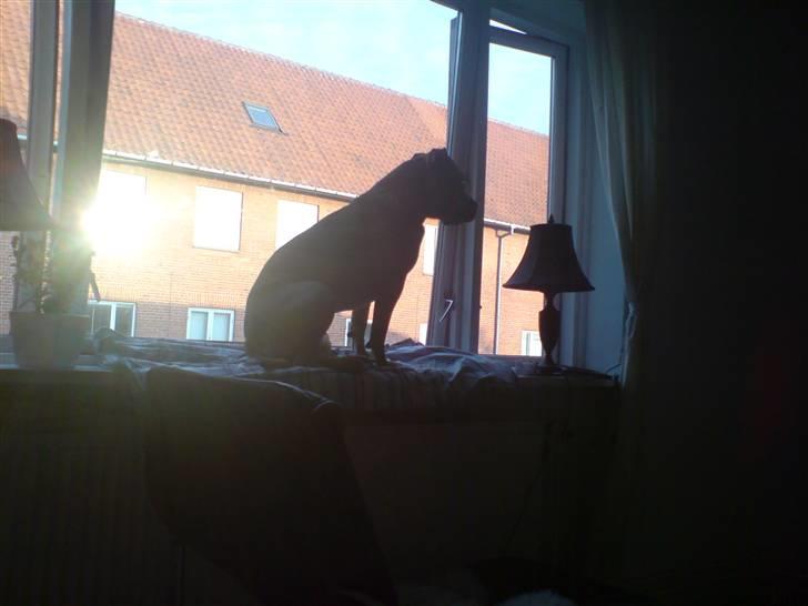 Amerikansk staffordshire terrier Gucci R.I.P - (3) billede 3