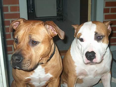 Amerikansk staffordshire terrier Gucci R.I.P - Min dejlige storebror som jeg savner R.I.P Dolle(4) billede 4