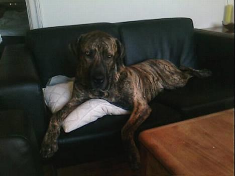 Fila brasileiro Boss - Ligger lige og slapper af i sofaen, imens far ikke er hjemme:-) billede 1