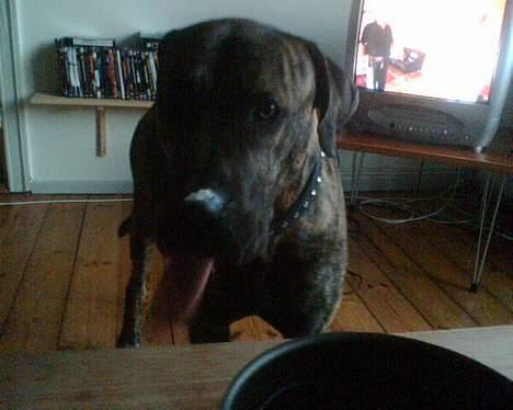 Fila brasileiro Boss - Spiser flødeskum fra bordet imens far kigger væk:-) billede 2