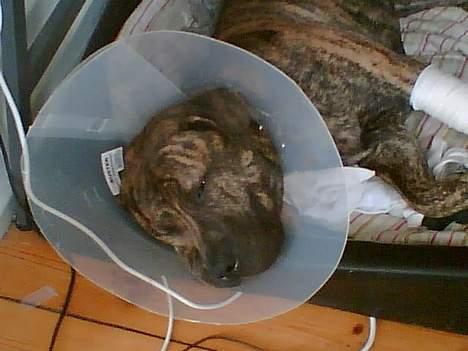 Fila brasileiro Boss - Efter han blev kastareret, skulle han have lampeskærm på - det var ikke et hit at sove med i sengen om natten:-) billede 3