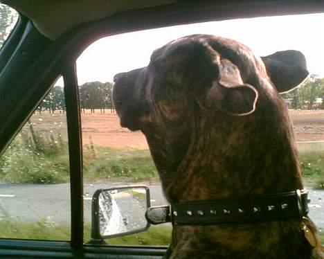 Fila brasileiro Boss - Boss elsker at sidde med hovedet ud af vinduet når vi kører bil.. billede 4