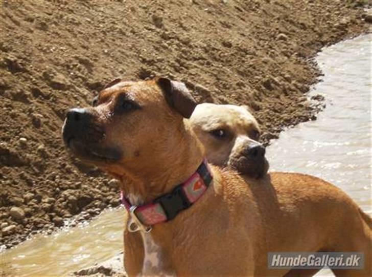 Amerikansk staffordshire terrier Gucci R.I.P - Django min kæreste, og mig*s* er vi ikk bare søde sammen(5) billede 5