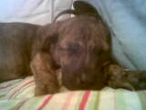 Fila brasileiro Boss - Boss som hvalp - tænk at han har været så lille billede 5