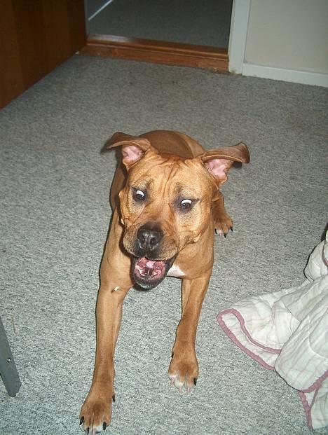 Amerikansk staffordshire terrier Gucci R.I.P - er jeg ikk lidt sjov og se på hi hi(6) billede 6