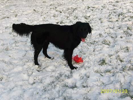 Blanding af racer Lucas - "det er bare skønt med sne..." billede 13
