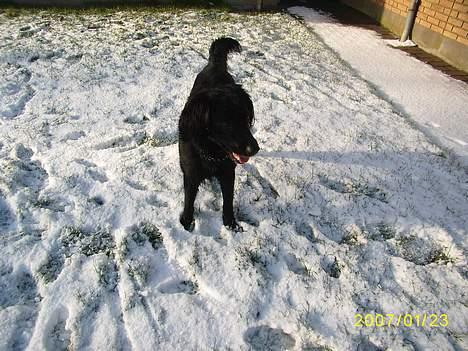 Blanding af racer Lucas - "kom bare efter mig" billede 14