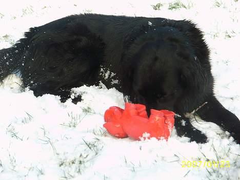 Blanding af racer Lucas - "her ligger jeg bare såååå godt..." billede 15