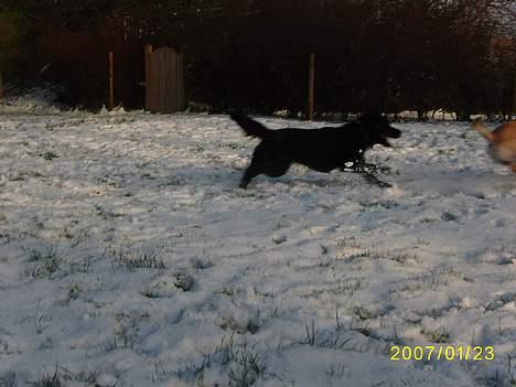 Blanding af racer Lucas - "uhhh altså han er sgu da så svær at fange ham Rico" billede 16